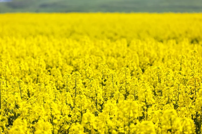 Продается посевной материал семян подсолнечника от поставщика- фото № 8