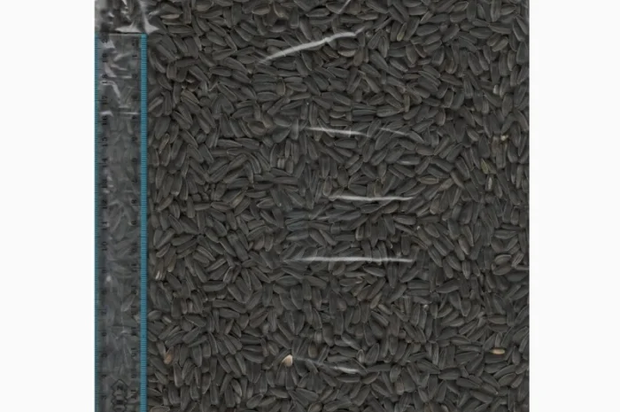 Продаж соняшника високоолійного- фото № 1