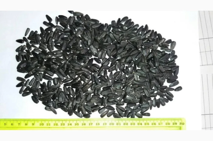 Продаж соняшника урожаю 2025 року- фото № 1