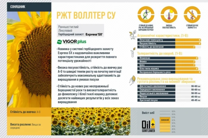 Насіння соняшника ВОЛЛТЕР RAGT – ранньостиглий сорт- фото № 2