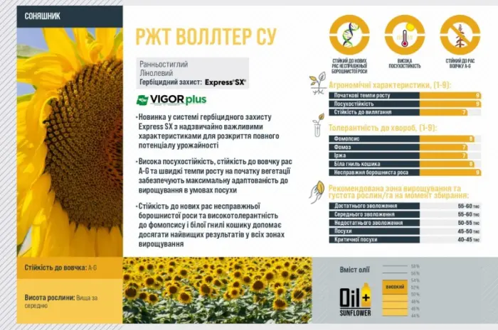 Насіння соняшника ВОЛЛТЕР RAGT – ранньостиглий сорт- фото № 2