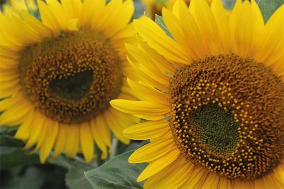 Насіння соняшника ВОЛЛЬФ RAGT - ранньостигле- фото № 1