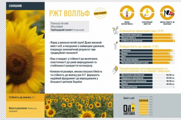 Насіння соняшника ВОЛЛЬФ RAGT - ранньостигле- фото № 3