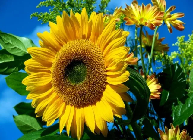 Куплю подсолнечник оптом- фото № 1