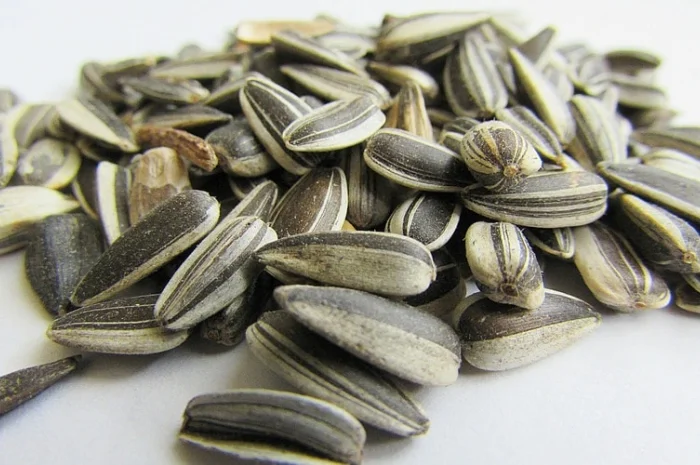 Покупаем семечки подсолнечника масленичный и кулинарный на экспорт от 20 тонн- фото № 3