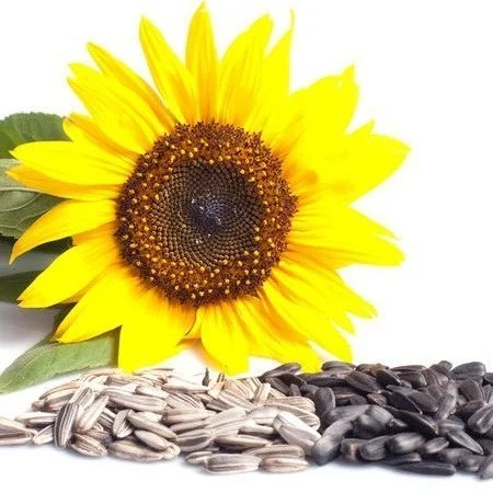 Покупаем семечки подсолнечника масленичный и кулинарный на экспорт от 20 тонн- фото № 5