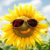 Продается семена подсолнечника от поставщика- фото № 1