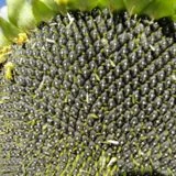 Продается семена подсолнечника от поставщика- фото № 2