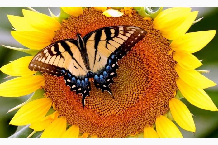 Куплю подсолнечник оптом- фото № 1