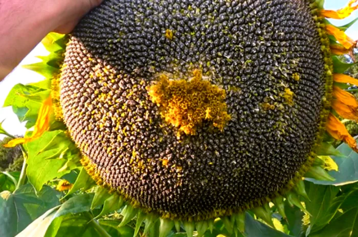 Семена подсолнечника Гаярд – урожай 2023 года- фото № 1