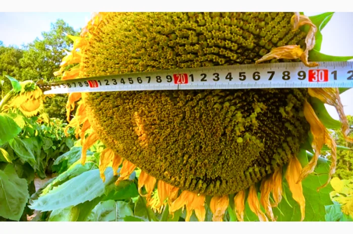 Насіння соняшника Ново-Альє | Євро-Лайтінг- фото № 1