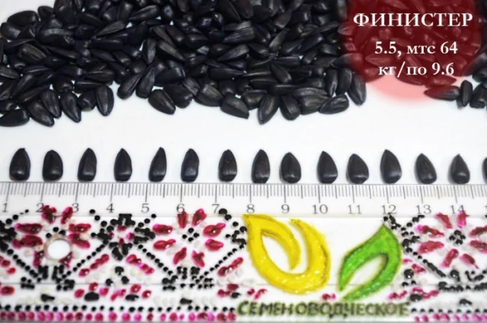 Насіння соняшника Фіністер – стандарт та екстра фракції- фото № 2
