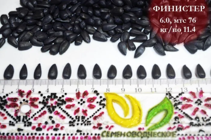 Насіння соняшника Фіністер – стандарт та екстра фракції- фото № 3