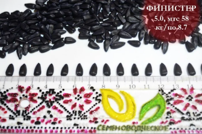 Насіння соняшника Фіністер – стандарт та екстра фракції- фото № 4