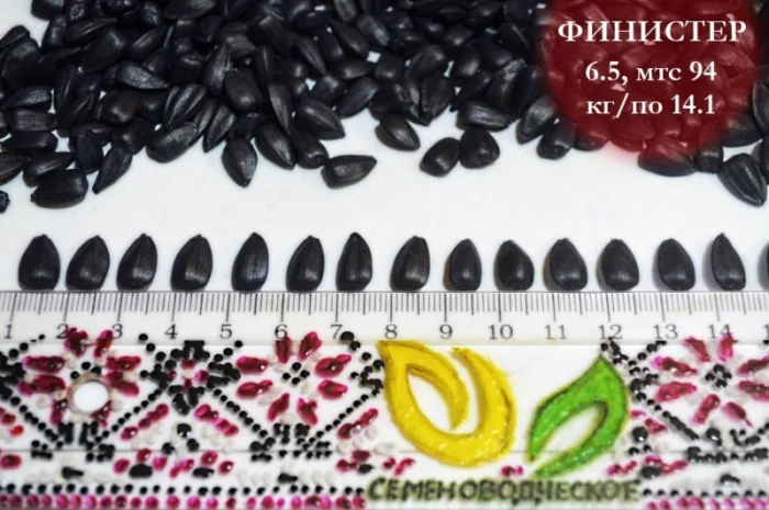 Насіння соняшника Фіністер – стандарт та екстра фракції- фото № 5