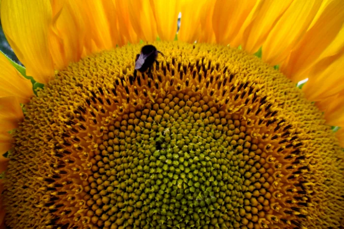 Насіння соняшника Фіністер – стандарт та екстра фракції- фото № 1