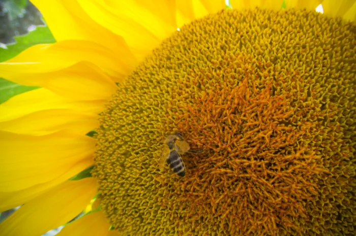 Насіння соняшника Савой – Гранстаростійкий гібрид- фото № 1