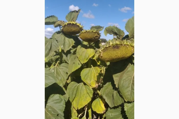 Семена соняшника Азимут Експрес 75- фото № 1