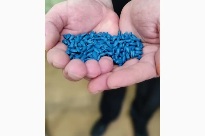 Семена подсолнечника ЕС Бамбина G – высокая урожайность- фото № 1