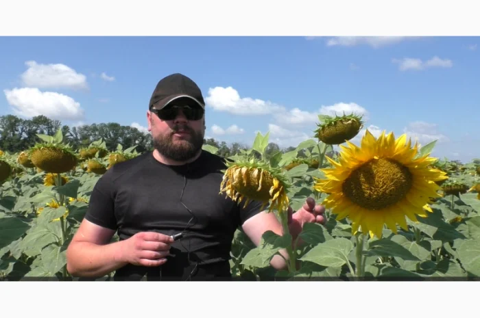 Семена подсолнечника Астон A-G – высокоурожайный гибрид- фото № 1