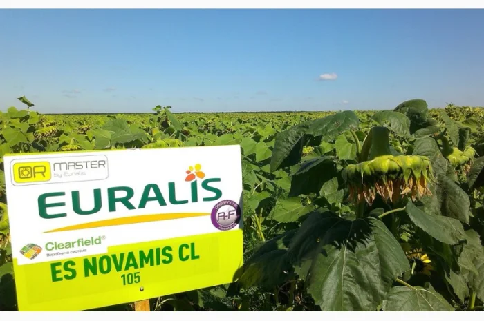 Подсолнечник ЕС Новамис СЛ - Euralis у продажу- фото № 1