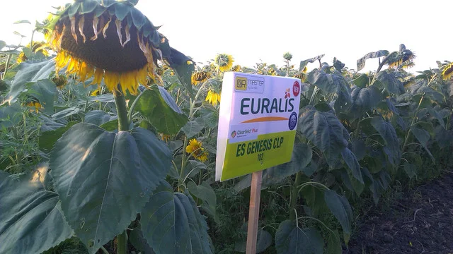 Соняшник ЕС Генезис СЛ (A-G) - Euralis у продажу- фото № 1