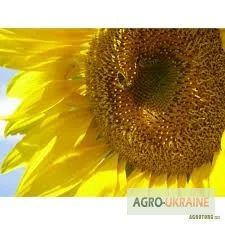 Семена соняшника Нео - високоврожайний сорт- фото № 1