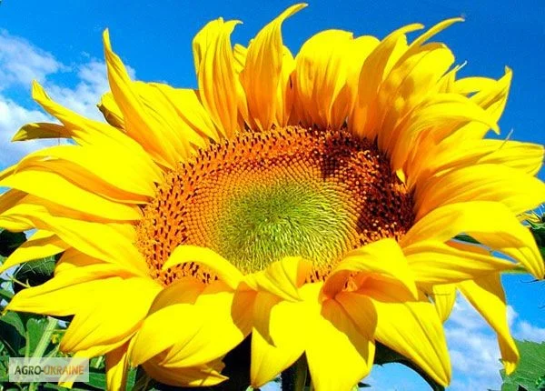 Семена подсолнечника гибрида Богдан- фото № 1