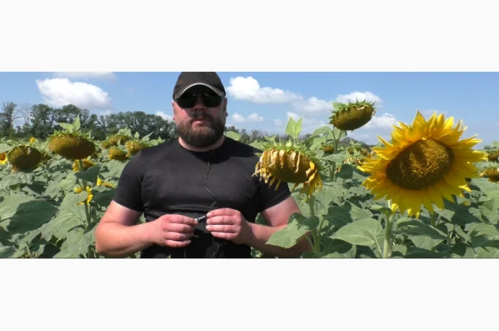 Семена соняшника НСХ 7902 SU у продажу- фото № 1