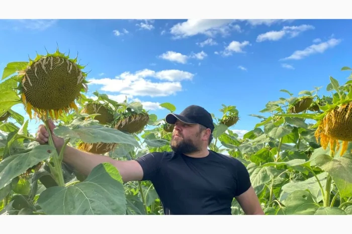 Пропонуємо насіння соняшника Орієнтир під гранстар OR 7- фото № 2