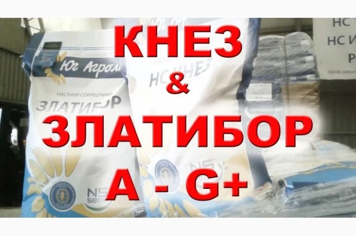 Продается семена подсолнечника гибрида Златибор от Нови Сад- фото № 1