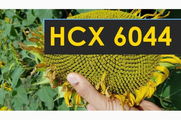 Семена подсолнечника НСХ-6044 - ранний гибрид с высокой урожайностью- фото № 1