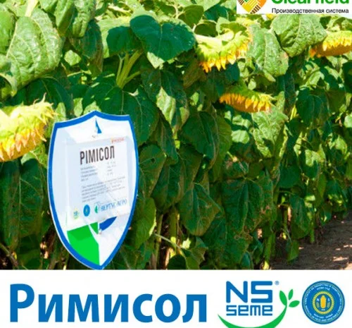 Подсолнечник Римисол - высокоурожайный гибрид- фото № 1