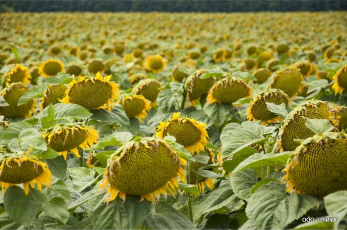 Пропонується підсолнечник НС-Х-498 7OR під гранстар 50 гр- фото № 1