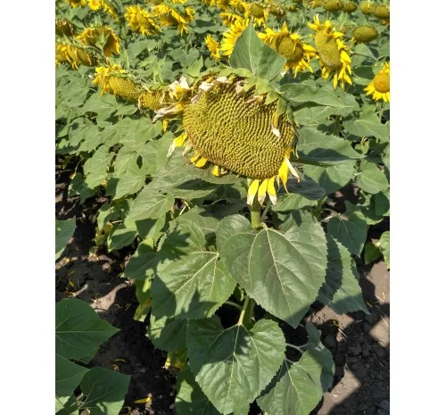 Продается подсолнечник Лейила- фото № 1