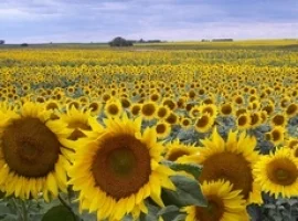 Подсолнечник Вероника - Euralis (A-G) с высоким содержанием масла- фото № 1