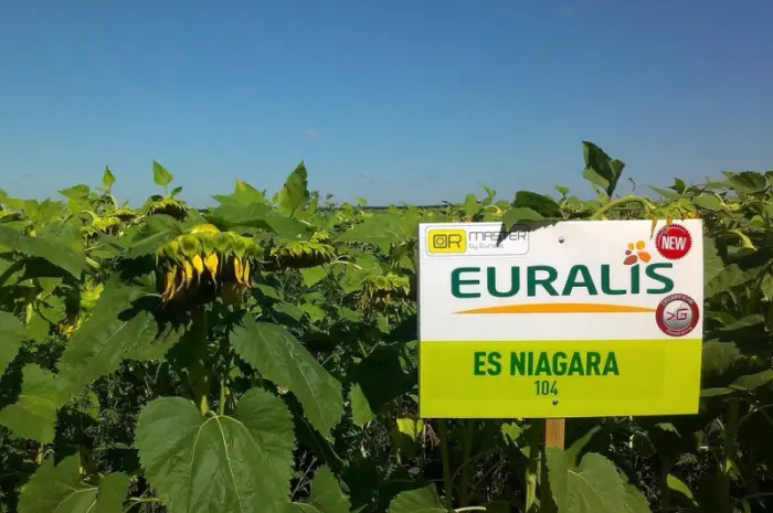 Соняшник ЕС Ніагара від Euralis - продуктивний гібрид- фото № 1