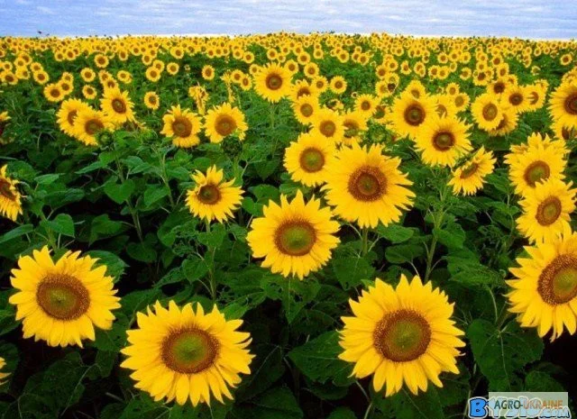 Куплю подсолнечник и отходы на самовывоз- фото № 1