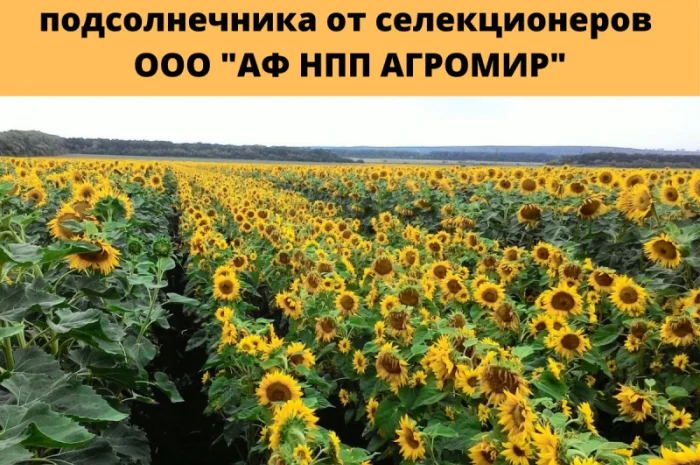 Родительские компоненты для гибридизации подсолнечника- фото № 1