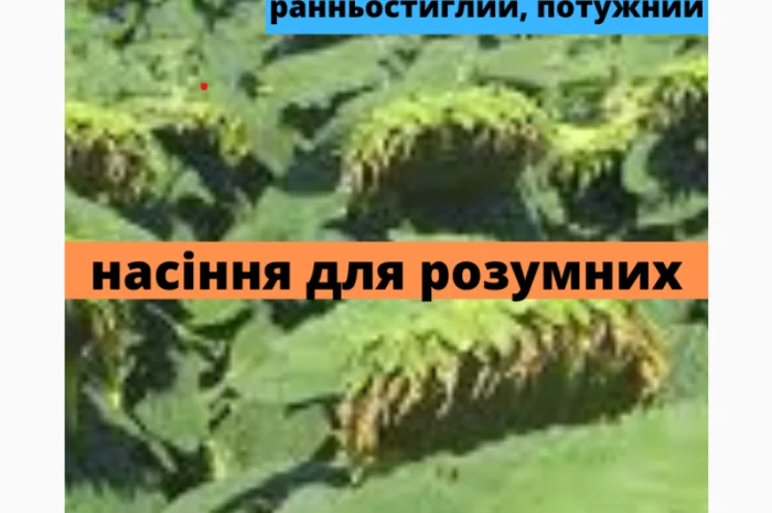 Семена подсолнечника гибрид АМ ТАЙПАН КЛП- фото № 1