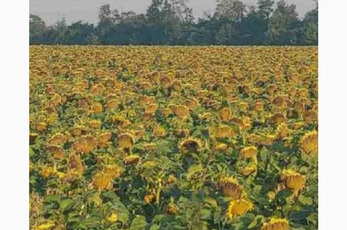 Насіння соняшника гібрид АМ Фортеця в продаже- фото № 1