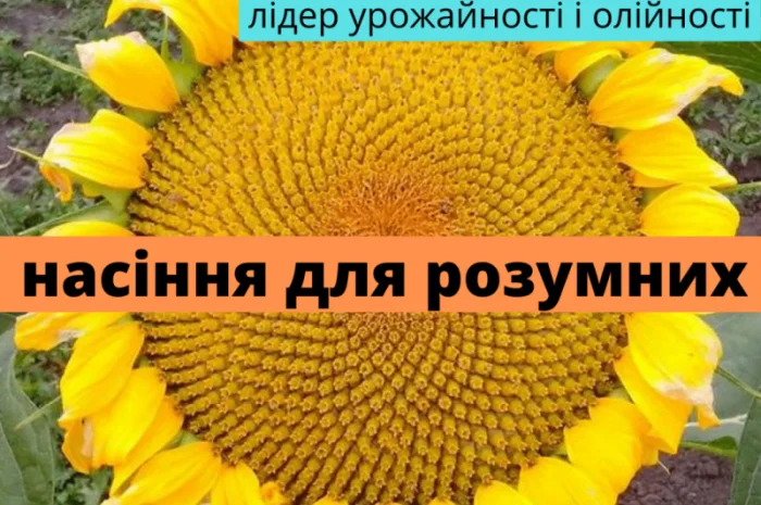 Семена подсолнечника гибрид Презент – высокоурожайный вариант- фото № 1