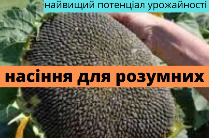 Семена соняшника гібрид Фурор F1 на продажу- фото № 1