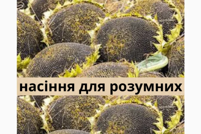 Семена подсолнечника гибрид КЛП 25 - высокоурожайный и устойчивый- фото № 1