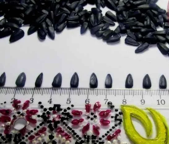 Высокоурожайные семена подсолнечника Евро-Лайтинг Лимит- фото № 2