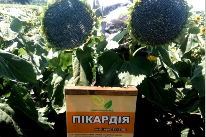 Високоврожайні насіння соняшнику під гербіцид Експрес- фото № 1