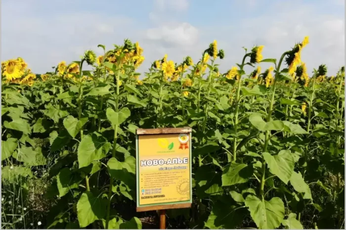 Високоврожайні насіння соняшнику під гербіцид Експрес- фото № 3