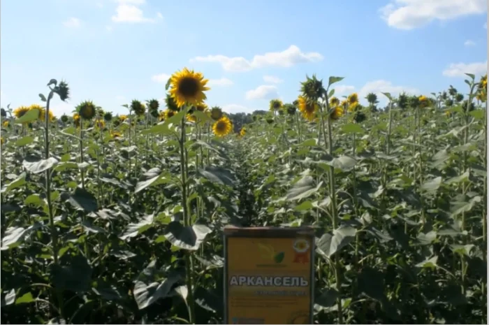 Високоврожайні насіння соняшнику під гербіцид Експрес- фото № 4