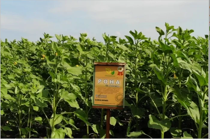 Високоврожайні насіння соняшнику під гербіцид Експрес- фото № 5