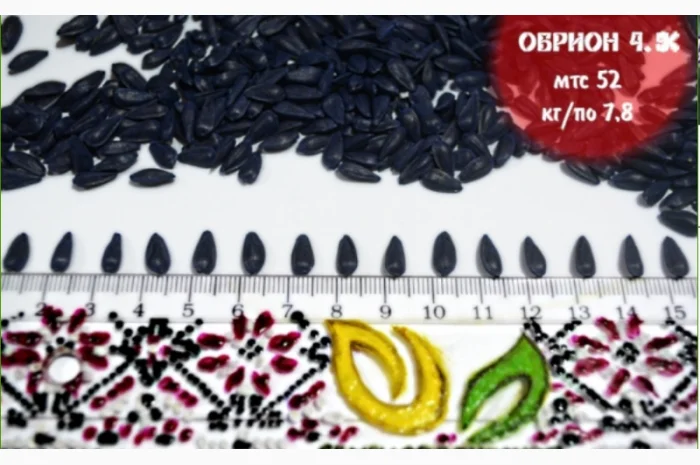 Високоврожайні насіння соняшнику під гербіцид Експрес- фото № 6